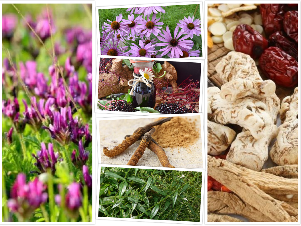 6 Herbs that Can Boost Your Immunity