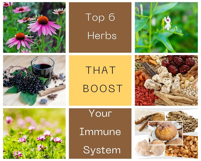 Top 6 Herbs That Boost The Immune System