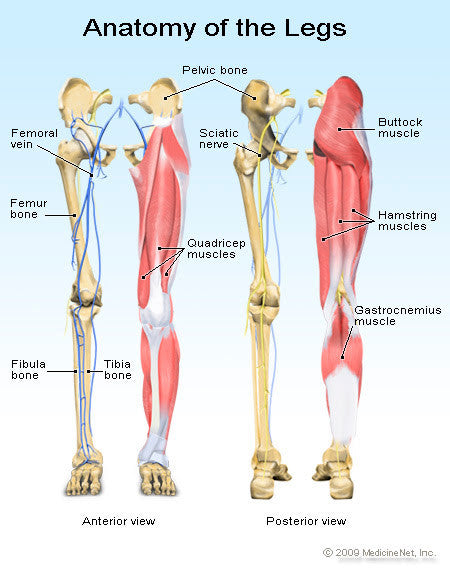 Anatomy of the Leg from Yamuna Body Rolling